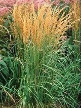 Photo of Feather Reed Grass (Calamagrostis x acutiflora 'Karl Foerster') uploaded by vic