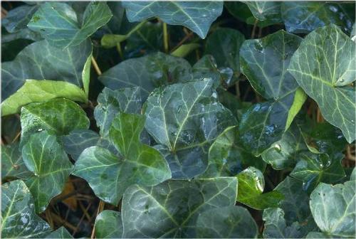 Photo of English Ivy (Hedera helix) uploaded by vic