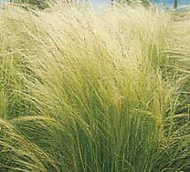 Photo of Mexican Feathergrass (Nassella tenuissima) uploaded by vic