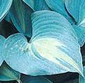 Photo of Hosta 'Touch of Class' uploaded by vic