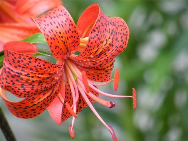 Photo of Lily (Lilium 'Blood Tiger') uploaded by Claudia