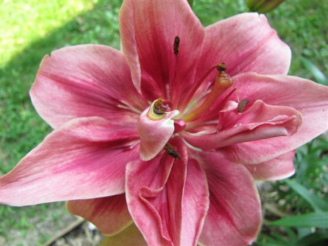 Photo of Lily (Lilium 'Ceres') uploaded by Claudia