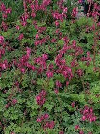 Photo of Bleeding Heart (Dicentra 'Luxuriant') uploaded by vic