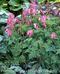 Photo of Bleeding Heart (Dicentra 'King of Hearts') uploaded by vic