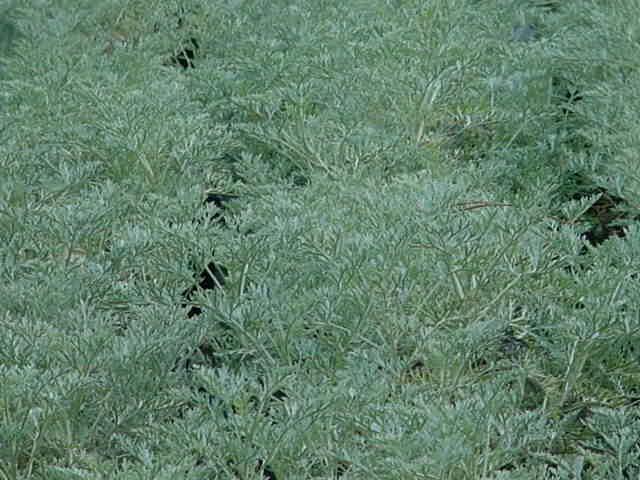 Photo of Wormwood (Artemisia 'Powis Castle') uploaded by vic