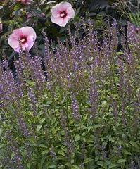 Photo of Giant Hyssop (Agastache 'Purple Haze') uploaded by vic