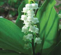 Photo of Lily Of The Valley (Convallaria majalis) uploaded by vic