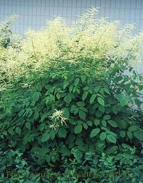 Photo of Goat's Beard (Aruncus dioicus) uploaded by vic