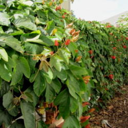 Location: Orlando, Central Florida, zone 9b
Date: 2012-01-23
Passiflora vitifolia