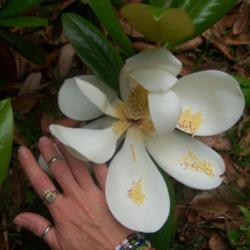 Location: East Texas
Date: May, 2009
Magnolia grandiflora bloom...smells like heaven.
