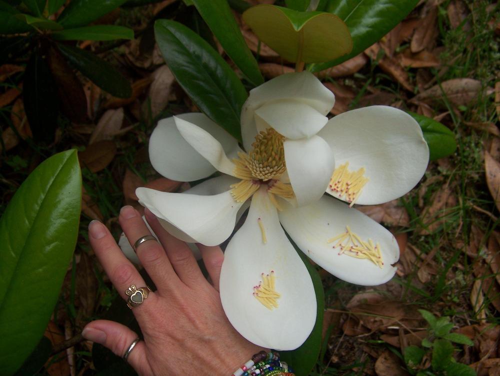 Photo of Southern Magnolia (Magnolia grandiflora) uploaded by RaineBradford
