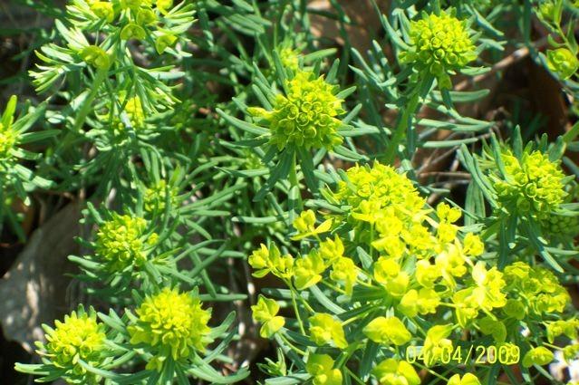 Photo of Cypress Spurge (Euphorbia cyparissias) uploaded by Sharon