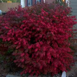Location: Denver Metro, CO
Date: October 2009
Burning Bush on the west side of my house.