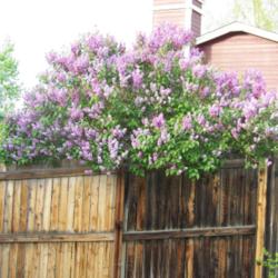 Location: Denver Metro CO
Date: Spring 2007
The top of my \"big\" common purple lilac about 12' tall