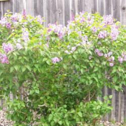 Location: Denver Metro CO
Date: Spring 2007
My \"small\" common purple lilac about 5' tall