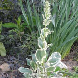 Location: Wilmington, DE
Date: 2011-05-08
Eryngium planum 'Jade Frost' Foliage