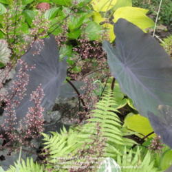Location: Wilmington, DE
Date: 2011-07-06
Colocasia esculenta 'Black Magic'