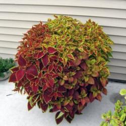 Location: Zone 4 Wisconsin
Date: 2009-08-27
Brilliancy is the small coleus in the upper left side
