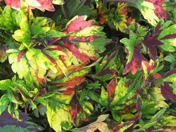 Photo of Coleus (Coleus scutellarioides Twist and Twirl™) uploaded by goldfinch4