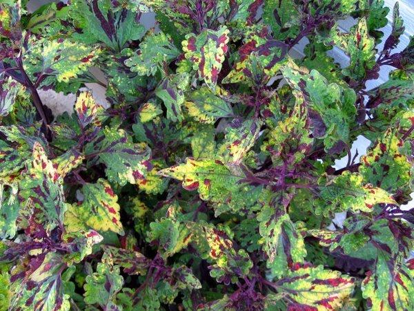 Photo of Coleus (Coleus scutellarioides 'Stormy Weather') uploaded by goldfinch4