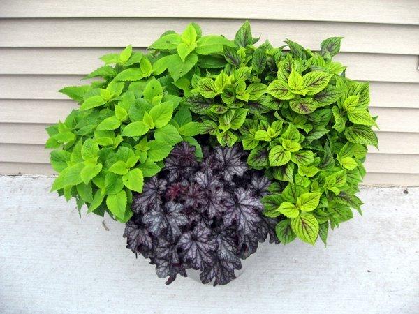 Photo of Coleus (Coleus scutellarioides 'Gay's Delight') uploaded by goldfinch4
