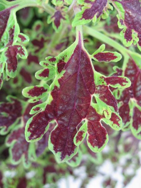 Photo of Coleus (Coleus scutellarioides 'Inky Fingers') uploaded by goldfinch4