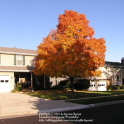 Location: My Cincinnati, Ohio garden
Date: October, 2009
Sugar maple in fall