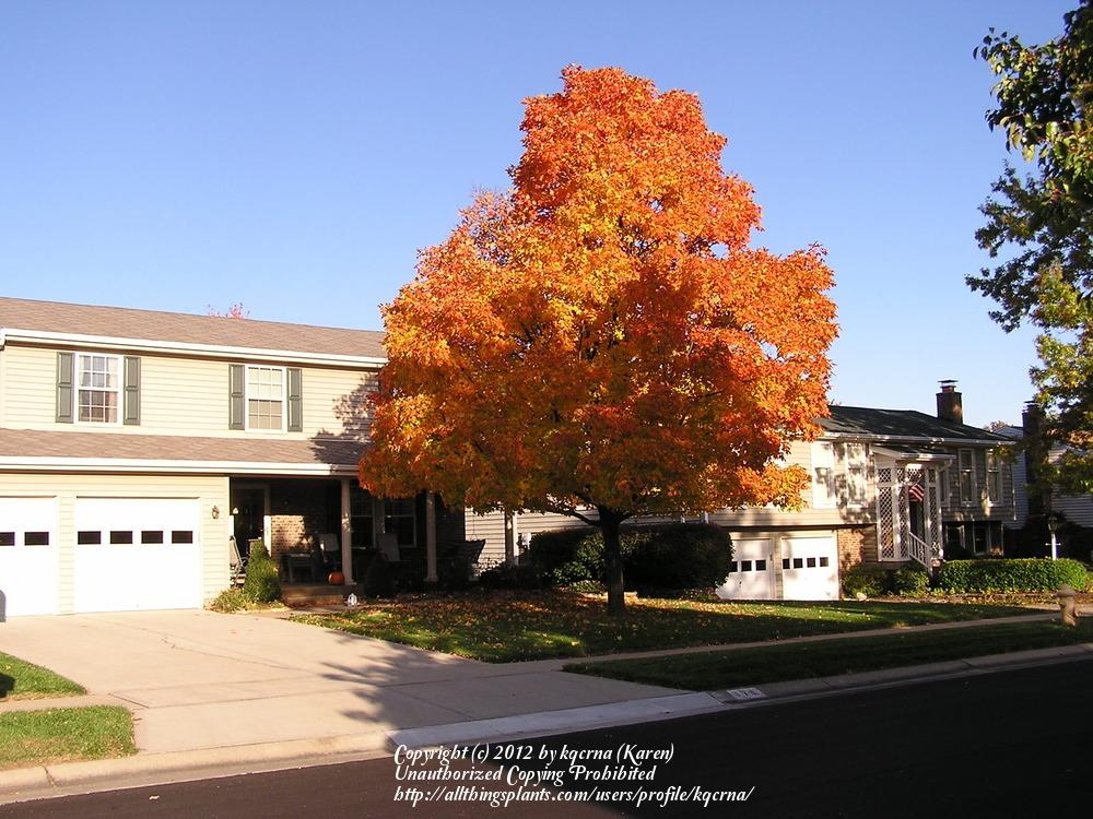 Photo of Sugar Maple (Acer saccharum) uploaded by kqcrna