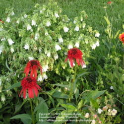 Location: My Cincinnati, Ohio garden
Date: June 2010
Symphyandra hoffmannii