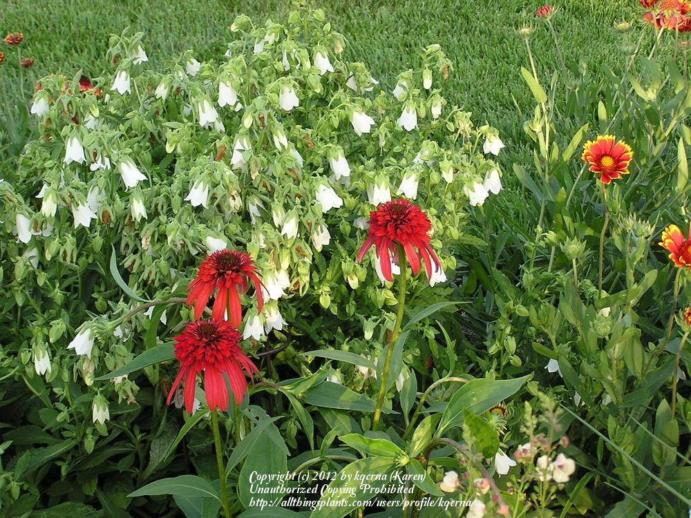 Photo of Bellflower (Campanula hofmannii) uploaded by kqcrna