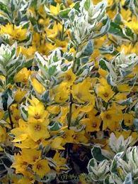 Photo of Variegated Yellow Loosestrife (Lysimachia punctata 'Alexander') uploaded by vic