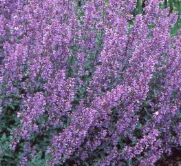 Photo of Catmint (Nepeta x faassenii 'Walker's Low') uploaded by vic