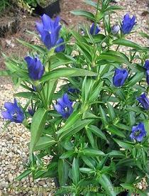 Photo of Gentian (Gentiana 'True Blue') uploaded by vic