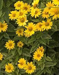 Photo of False Sunflower (Heliopsis helianthoides var. scabra Loraine Sunshine) uploaded by vic