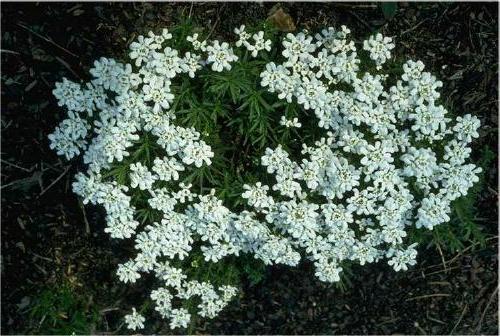 Photo of Evergreen Candytuft (Iberis sempervirens) uploaded by vic