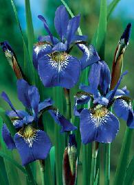 Photo of Siberian Iris (Iris 'Caesar's Brother') uploaded by vic