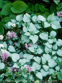 Photo of Spotted Dead Nettle (Lamium maculatum 'Beacon Silver') uploaded by vic