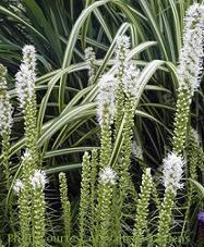 Photo of Gay Feather (Liatris spicata 'Floristan White') uploaded by vic