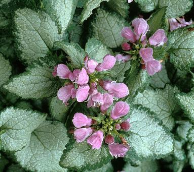 Photo of Spotted Dead Nettle (Lamium maculatum 'Beacon Silver') uploaded by vic