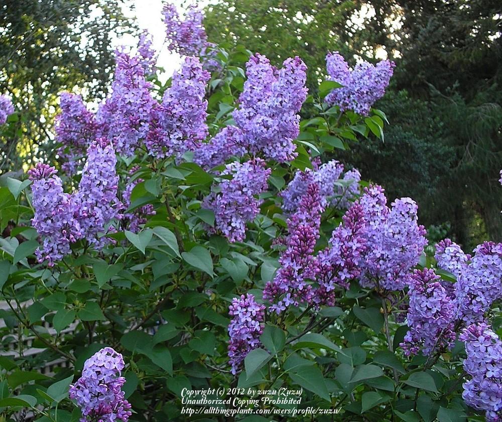 Photo of Common Lilac (Syringa vulgaris) uploaded by zuzu