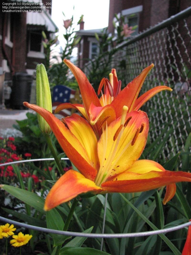 Photo of Lily (Lilium 'Cancun') uploaded by Lilydaydreamer