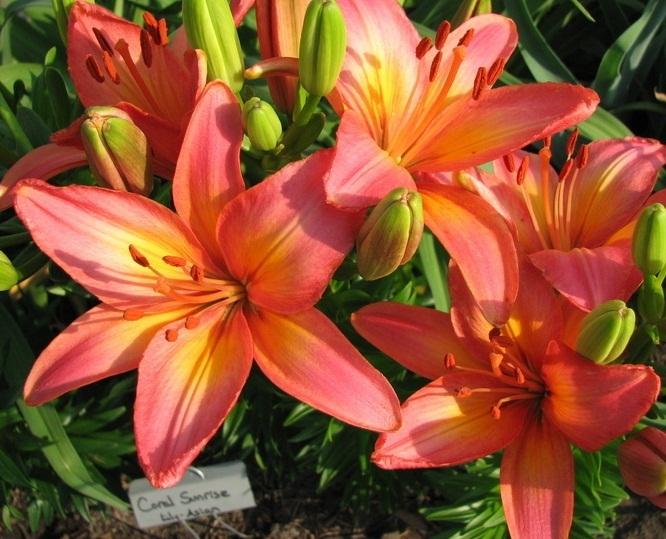 Photo of Lily (Lilium 'Coral Sunrise') uploaded by Lilydaydreamer