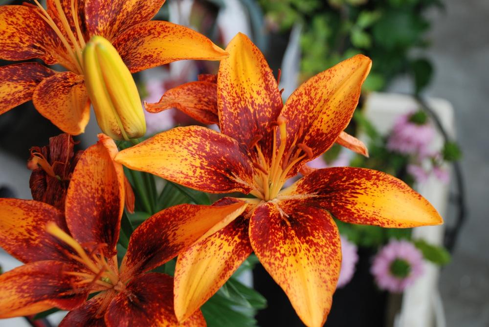 Photo of Lily (Lilium Lily Looks™ Tiny Orange Sensation) uploaded by bearsearch
