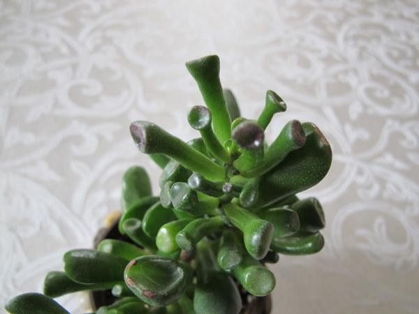 Photo of Spoon Jade (Crassula ovata 'Hobbit') uploaded by goldfinch4