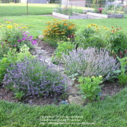 Location: My Cincinnati, Ohio garden
Date: June 2010
Lavender munstead
