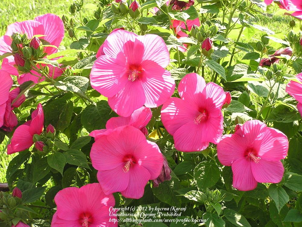 Photo of Hardy Hibiscus (Hibiscus moscheutos) uploaded by kqcrna