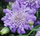 Photo of Pincushion Flower (Scabiosa columbaria 'Butterfly Blue') uploaded by vic