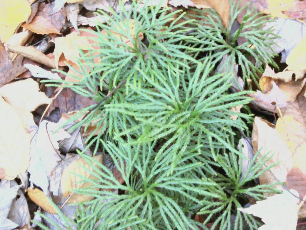 Photo of Fan Clubmoss (Diphasiastrum digitatum) uploaded by wallaced