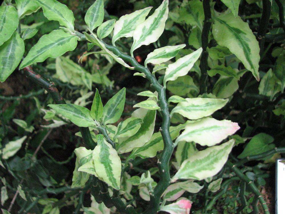 Photo of Variegated Devil's Backbone (Euphorbia tithymaloides 'Variegata') uploaded by Lilydaydreamer