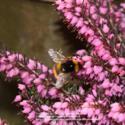 January Plants for Honey Bees
